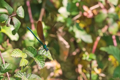 Calopteryx virgo